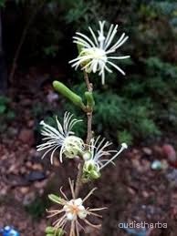Alangium lamarckii flower8.jpg